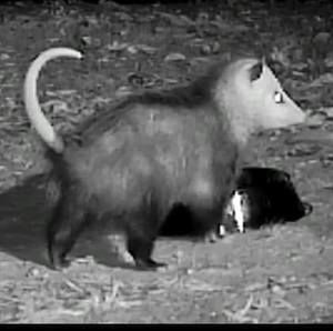 Meet your Posher, Sue